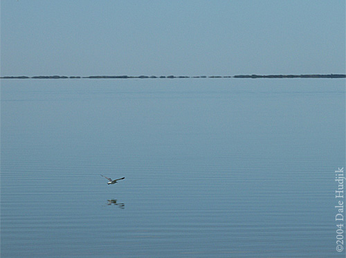 Seagull with a distant shore