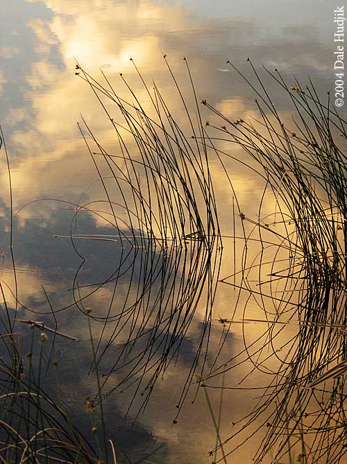Reed Reflexions
