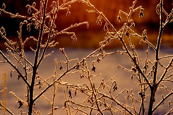 frosty branches