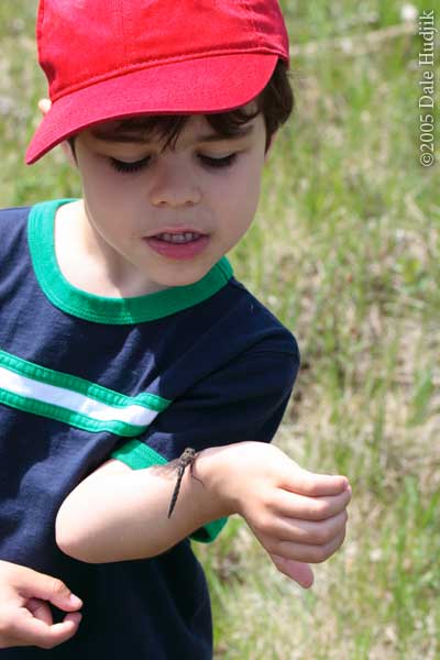 Dragonfly and Boy