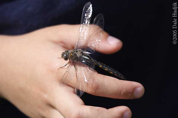 Dragonfly on Boy's Hand