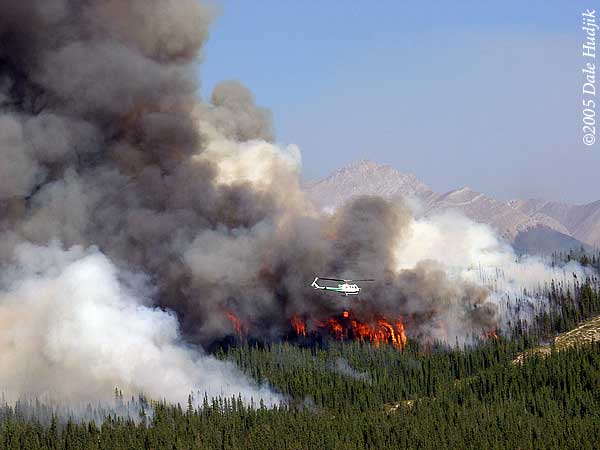 Helicopter Fighting Forest Fire