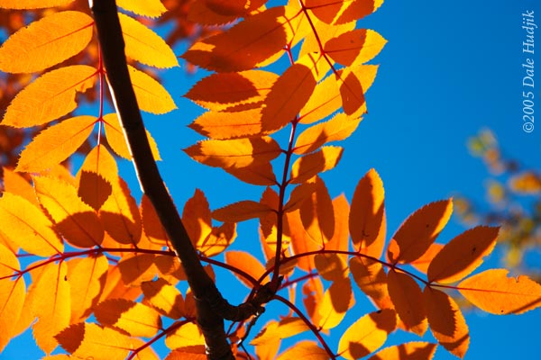 Yellow Autumn Leaves Against a Pure Blue Sky