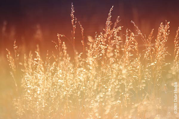 Fiery Light - Grass in the Setting Sun.