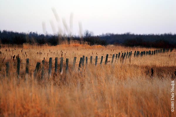 Fence in the Dry Grass.