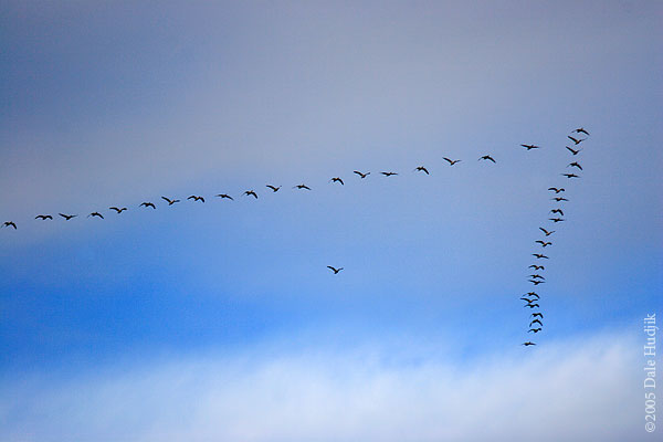 Snow Geese Flying in Formation.