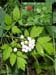 Baneberry