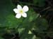 Wood Anemone