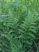 Wood Fern