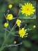 Hawkweed