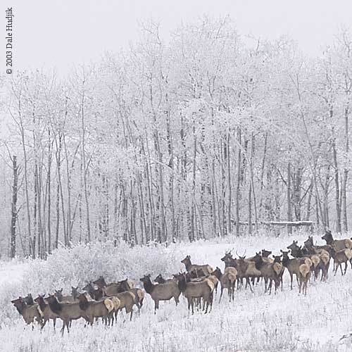 Herd of Elk