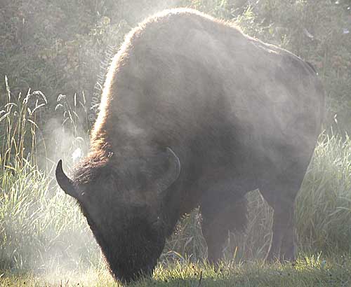 Bison