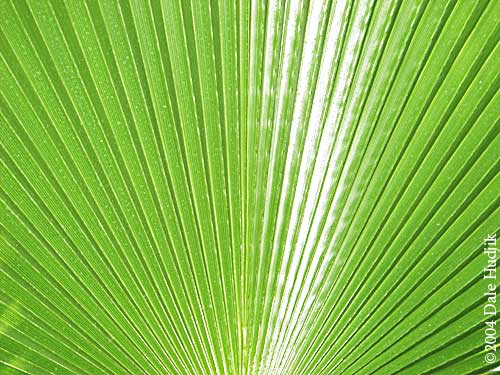 Fan Palm Leaf