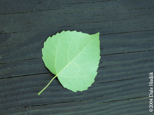 Aspen Leaf