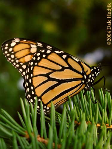 Monarch Butterfly