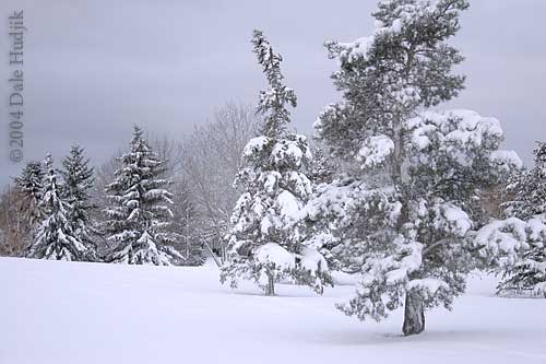 snowy park