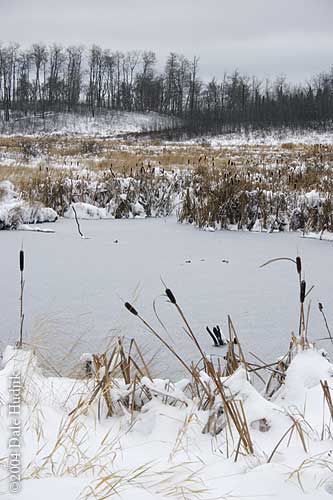 Cattails