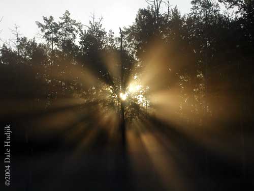 Sun Bursting Through Trees