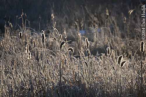 cattails