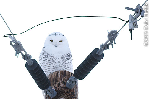 Snowy Owl