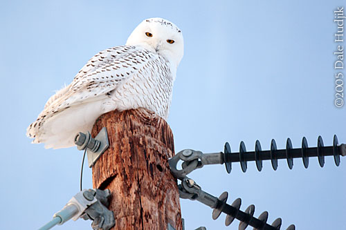 Snowy Owl