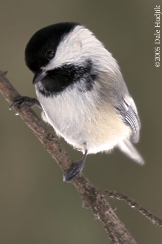 chickadee