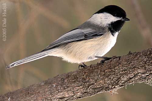 chickadee