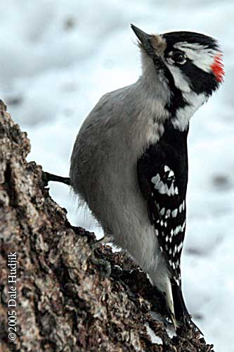 woodpecker