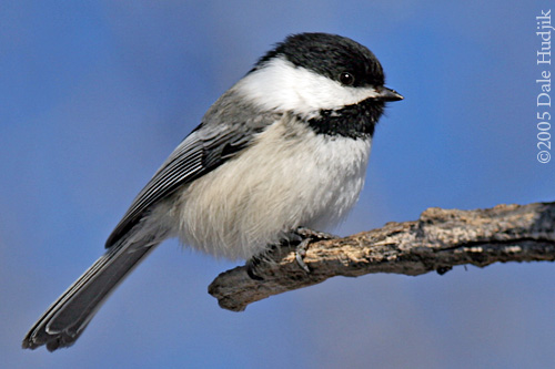 chickadee