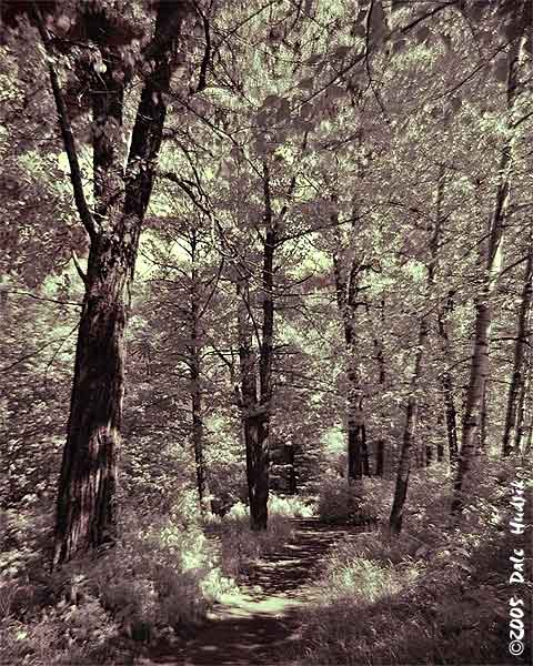 Trail in Infrared