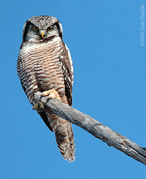 Northern Hawk Owl (Surnia ulula)