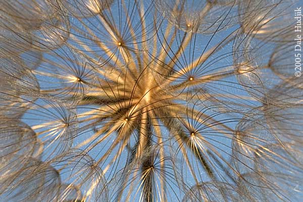 Goats Beard (Tragopogon dubius)