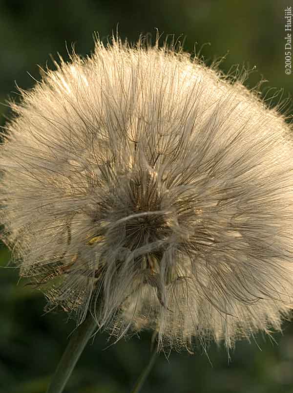 Goats Beard (Tragopogon dubius)