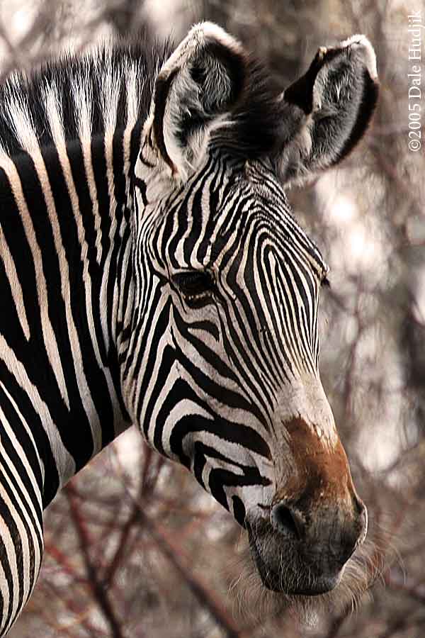 Zebra