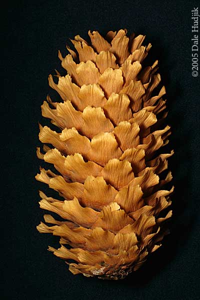 Pinecone