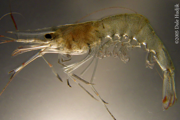 Fresh Water Shrimp