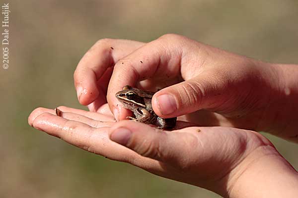 Boy and Frog