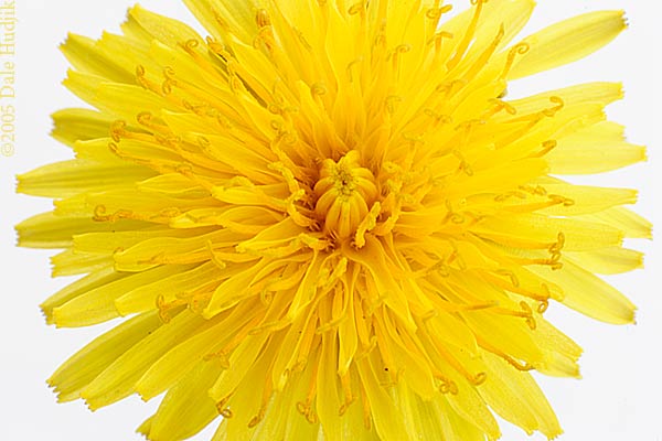 Dandelion