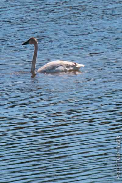 Trumpeter Swan