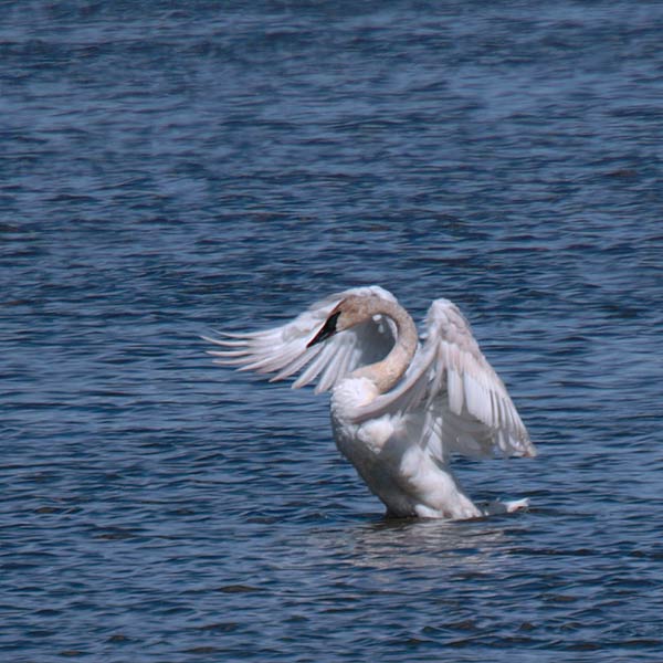 Trumpeter Swan