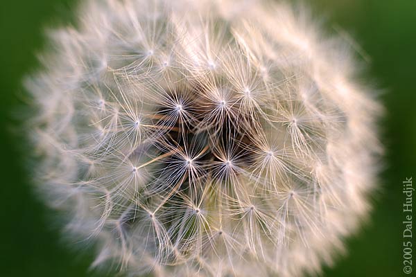 Dandelion Seeds