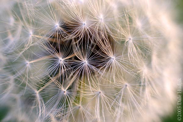 Dandelion Seeds