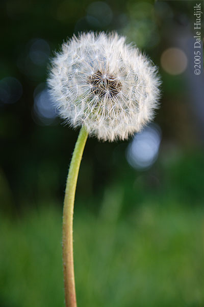 Dandelion Seeds