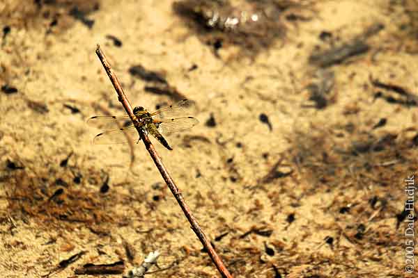 Dragonfly resting