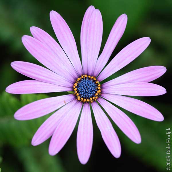 African Daisy