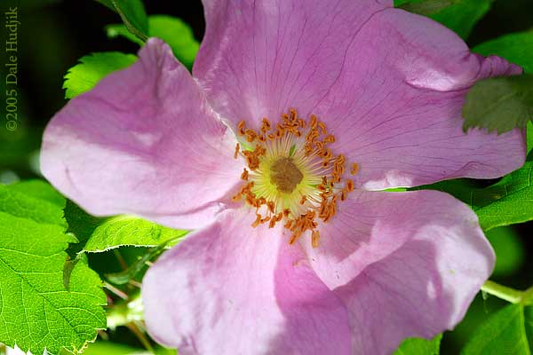 Wild Rose