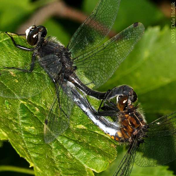 Dragonflies mating