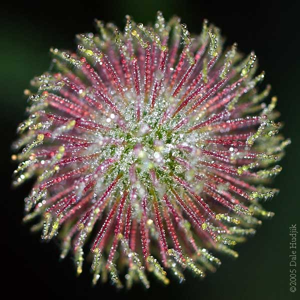 Flower with Water Drops