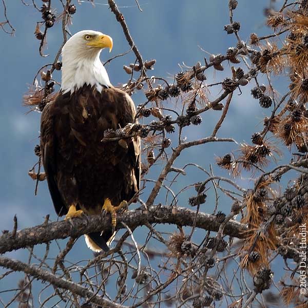 Bald Eagle Watching