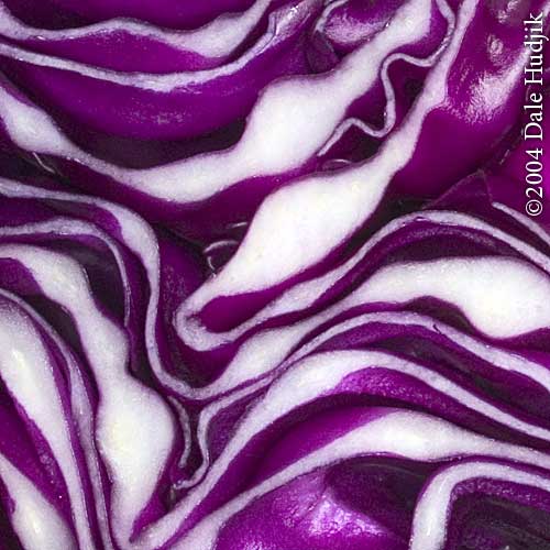 Purple Cabage